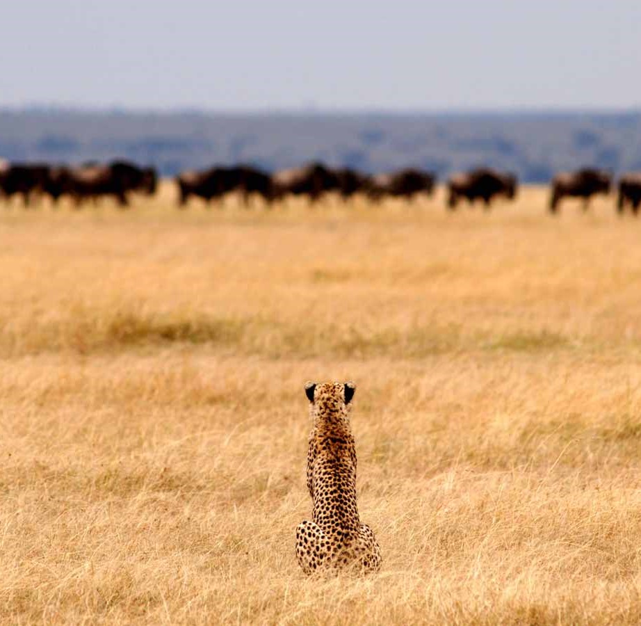 Tanzanian safari landscape