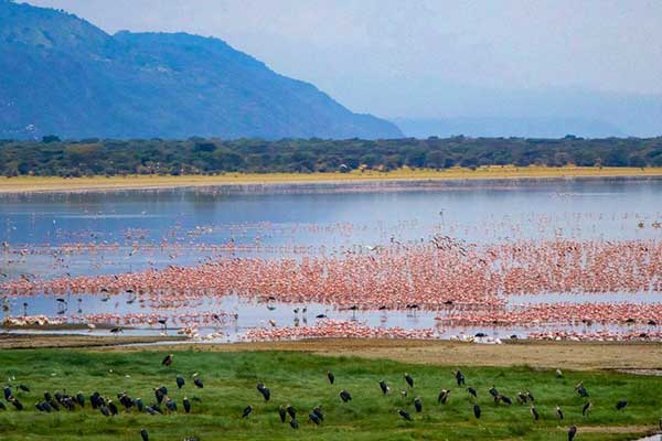 Flamingos wading in the alkaline waters of Lake Manyara