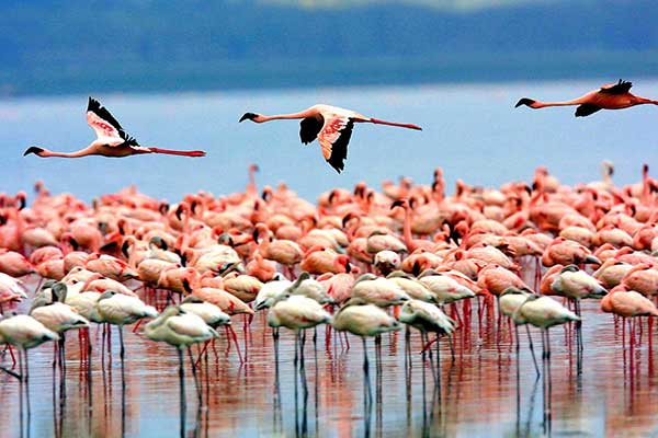 Flamingos wading in the alkaline waters of Lake Manyara