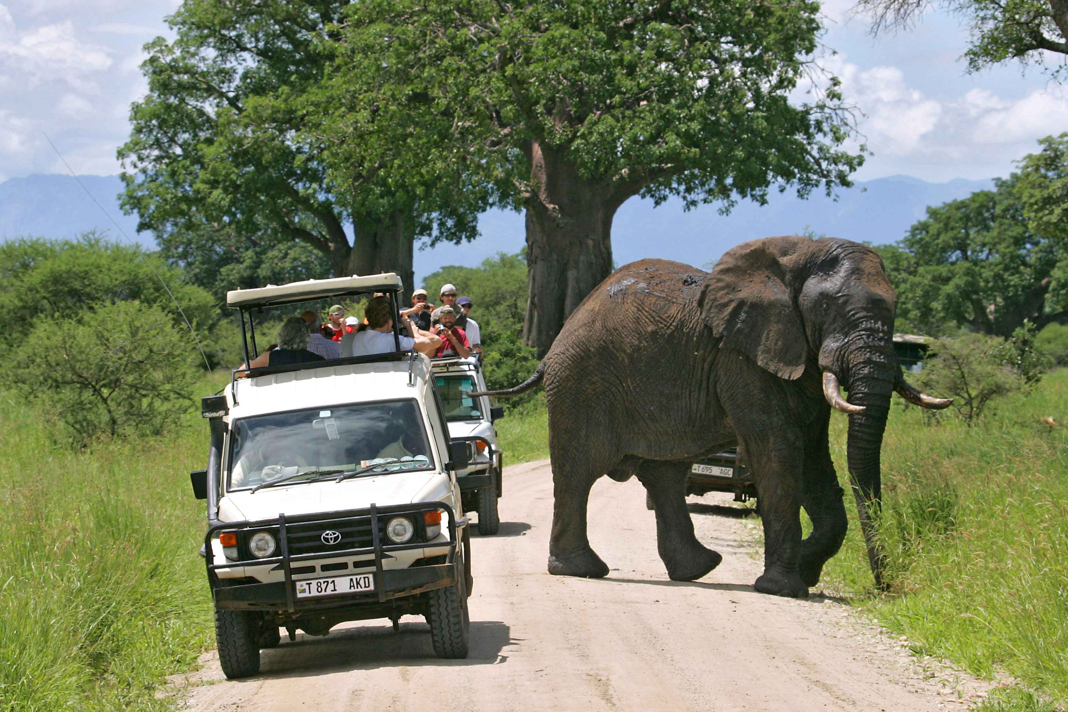 Majestic baobab trees and elephants in Tarangire National Park